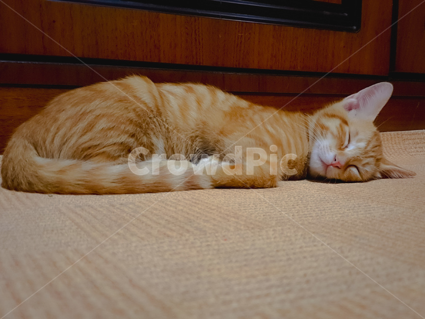 abyssinian,아비시니아,animal,동물,cat,애완동물,pet,포유류,mammal,고양이,잠자는,반려동물,냥이,kitten,kitty,반려묘,귀여운동물,동물,animal,포유류,mammal,고양이,cat,kitten,kitty