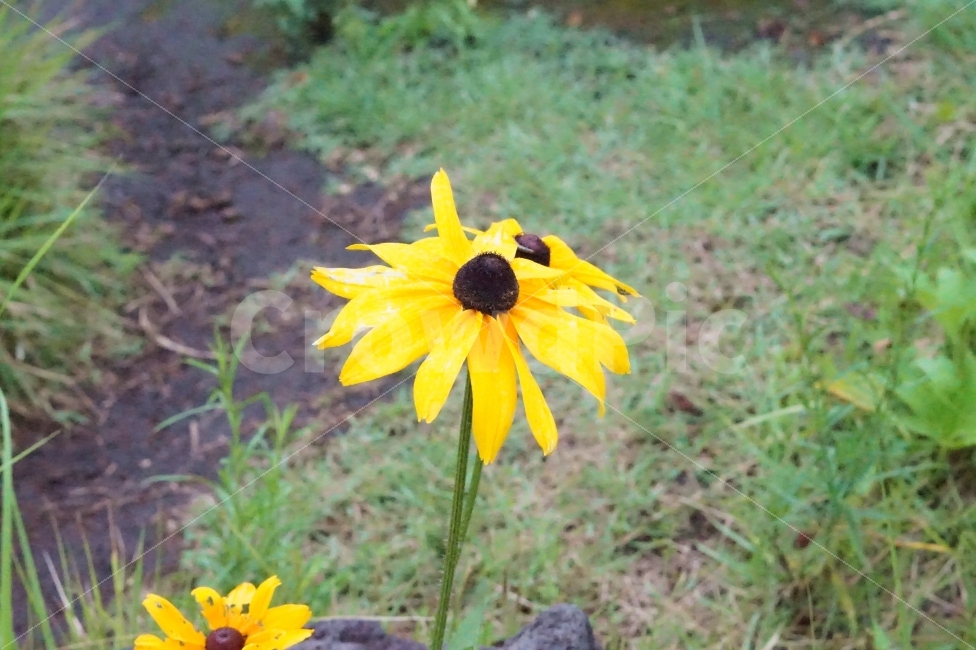 꽃,식물,자연,여행,노란색,노랑,yellow,flower,plant,제주,제주도,휴식,힐링,식물,자연,plants,nature,꽃,flower