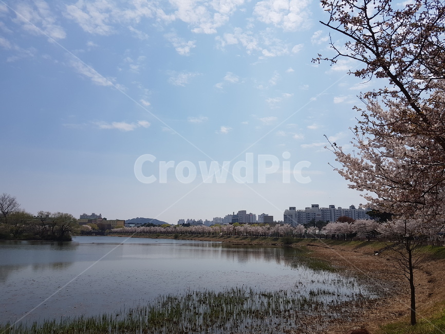 공원,봄풍경,만석거,벚나무,park,cherryblossoms