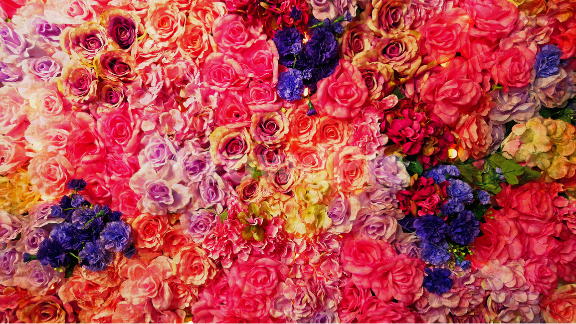 장미,꽃,아름다운,감성,로즈,flowers,roses,feeling,emotion,beautiful,식물,가득,full,colorful,칼라풀,찬란한,무지개색,빨강,노랑,보라,파랑,분홍,오렌지색,자주색,살구색,핑크색,pink,분홍색,꽃집,화원,장식,decoration,데코레이션,가든,꽃장식,식물,자연,plants,nature,꽃,flower,기념일,축하,anniversary,congratulation,celebrate,celebration