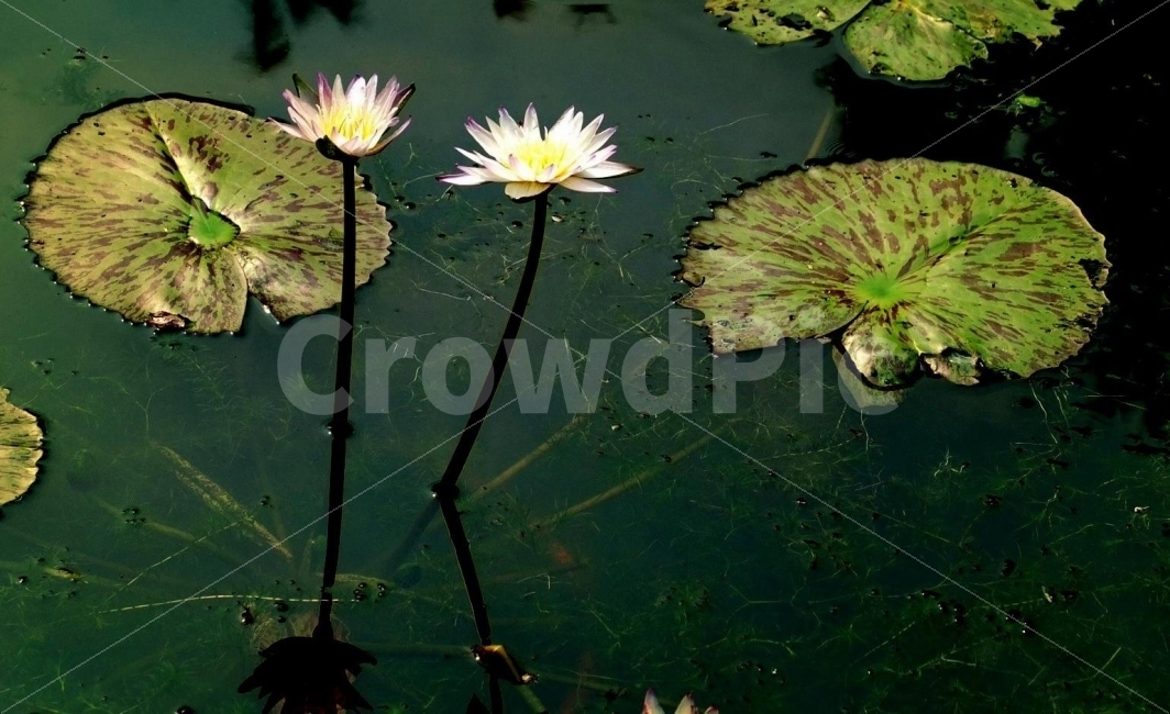 연꽃,연잎,연꽃사진,꽃,여름,호수,저수지,초록,고요함,식물,자연,plants,nature,꽃,flower