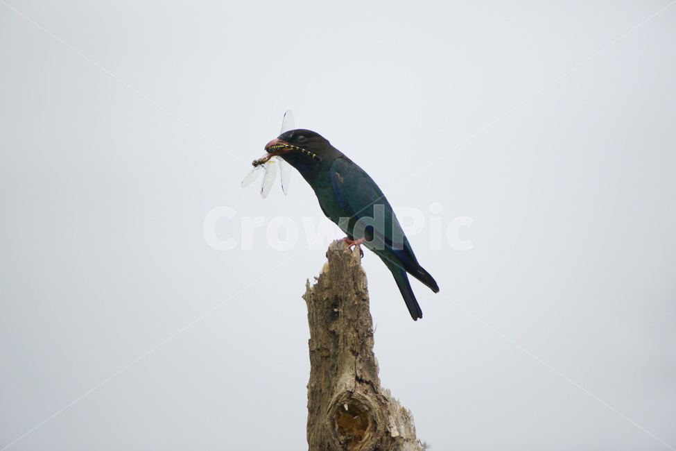 bird,animal,새,파랑새,사냥,동물,animal,조류,새,birds