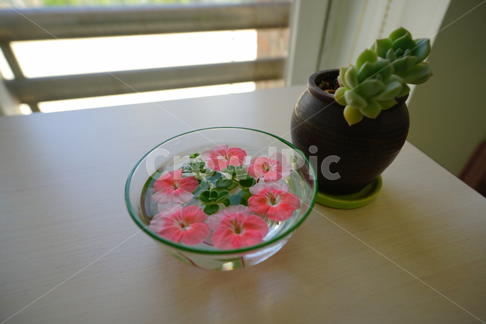 화분,꽃,장식,인테리어,식물,취미,플라워,창가,물,flower,핑크,분홍,컬러,색감,감성사진,꽃,flower,인테리어,실내디자인,interior design