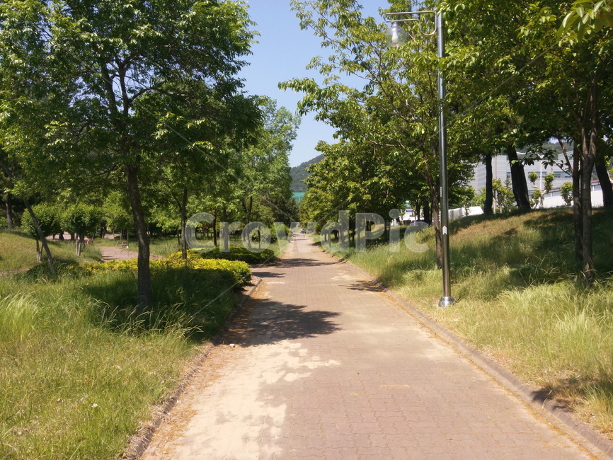 길거리,공원,산책,식물,나무,tree,plant,도로,야외