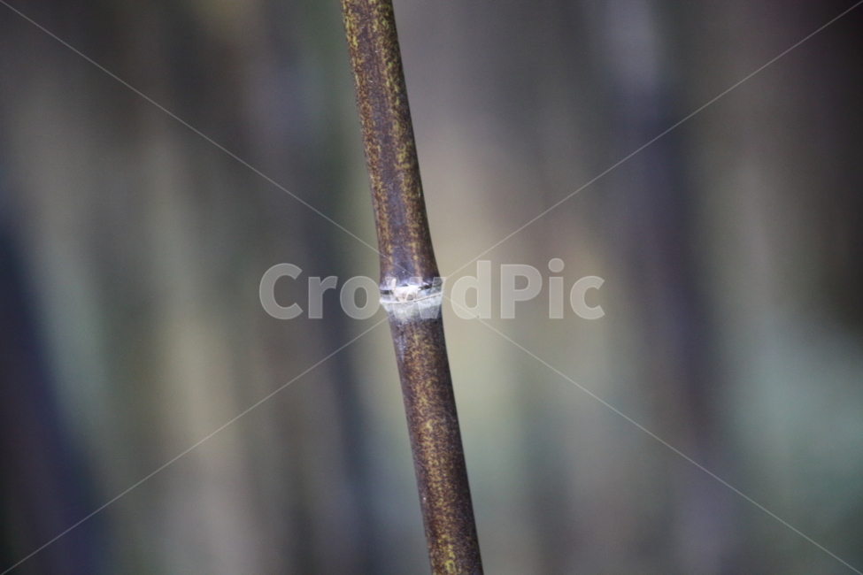 대나무,오죽,식물,줄기,bamboo,식물,자연,plants,nature