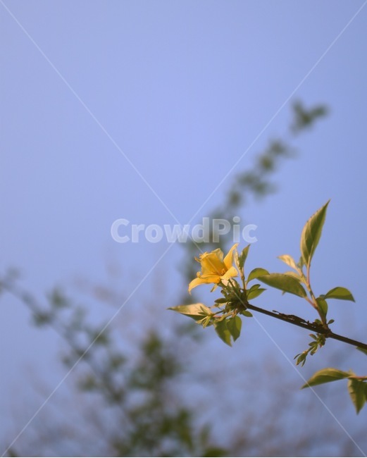 식물,꽃,자연,봄,개나리,감성,풍경,식물,자연,plants,nature,꽃,flower