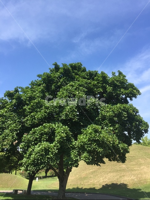 plant,식물,tree,나무,oak,오크,경주,하늘,봄,sky,가을,fall,august