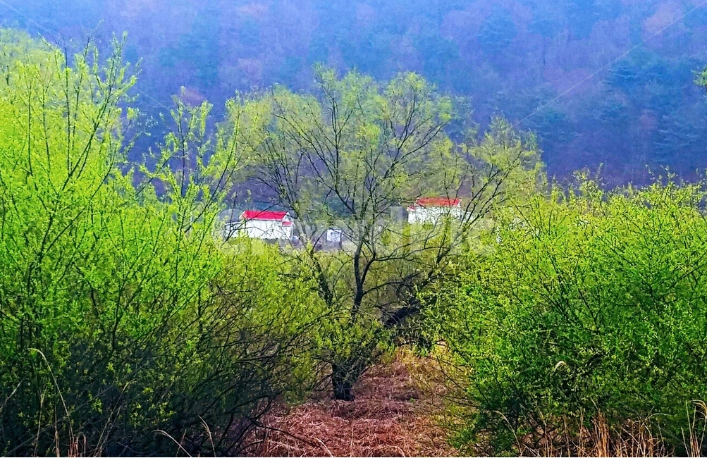 봄,벚꽃,풍경,보성,문덕,시골,마을,풍경,landscape,country,rural,town,식물,자연,plants,nature,나무,trees,wood