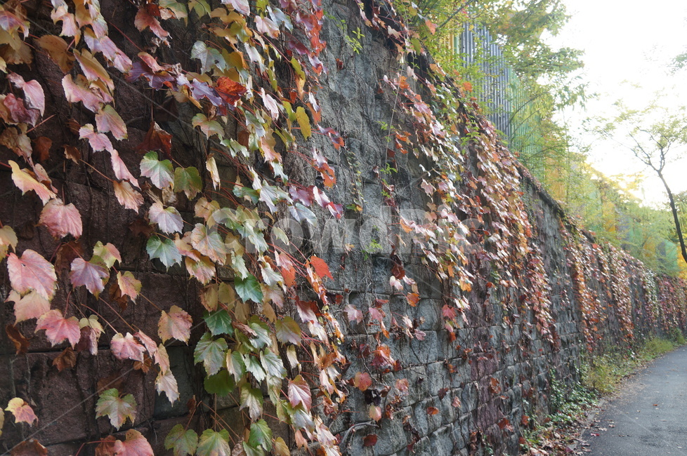 담쟁이넝쿨,담쟁이덩굴,덩굴식물,가을,단풍,담벼락,식물,만추,autumn,fall,넌출성식물,기어오르다,아이비,ivy,가을,계절,fall,autumn,season,plant