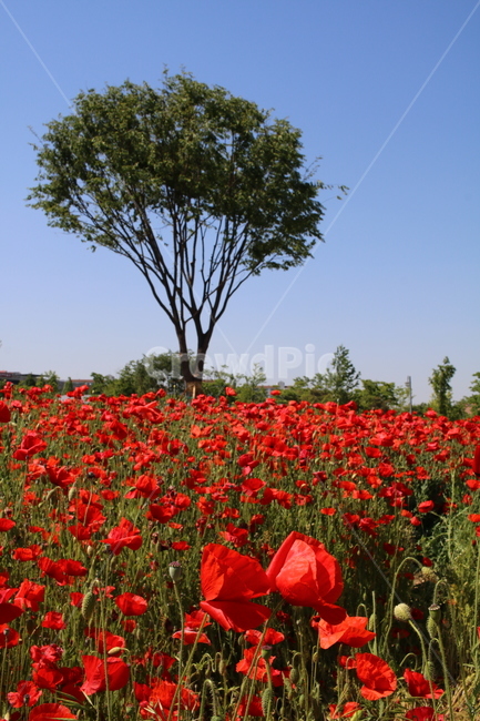 양귀비,나무,꽃,공원,red,자연,tree,park,식물,자연,plants,nature,꽃,flower,나무,trees,wood