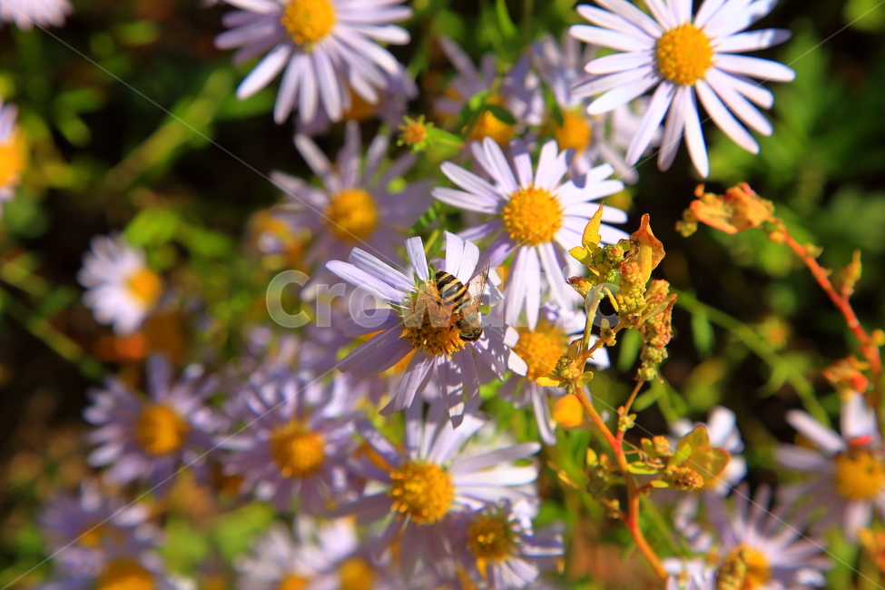 꽃,야생화들국화,자연,가을꽃,야생,들꽃,식물,자연,plants,nature,꽃,flower
