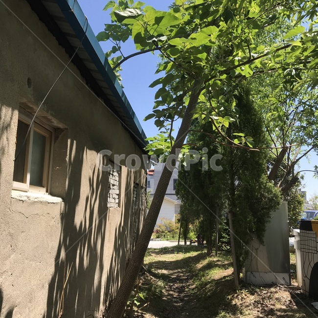 나무,동네,시골,나뭇잎,청량,골목길,alley,outdoors,옥외