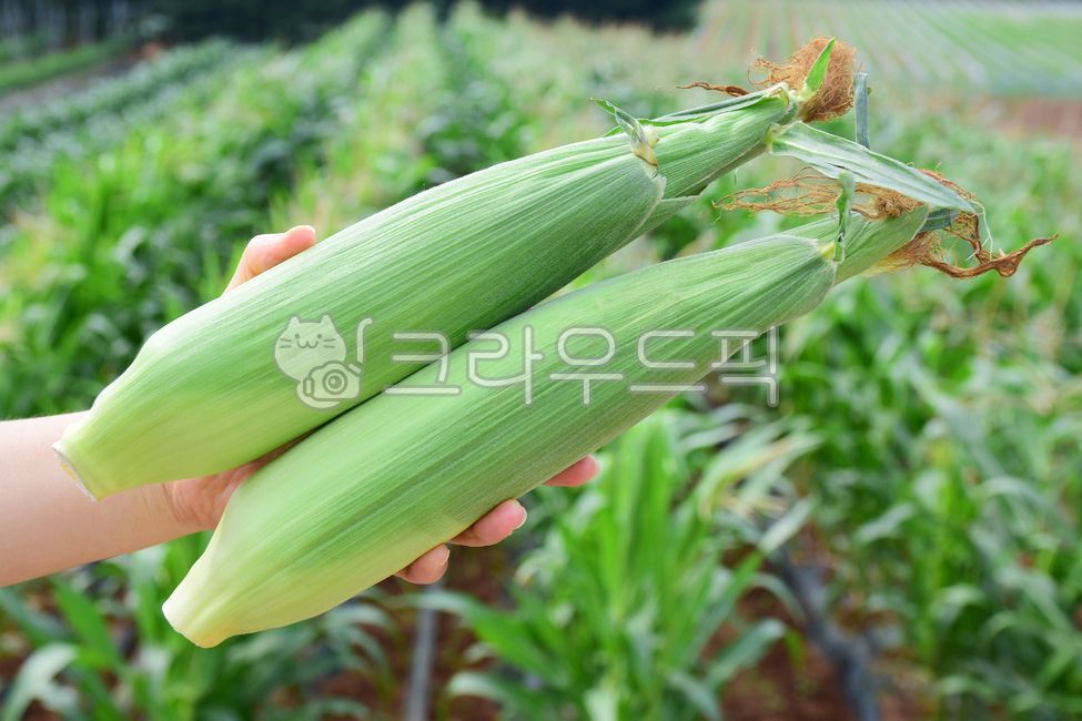 human hand,woman,raw corn,womans hand,corn,corn leaves,Chodang Corn,cone,corn stubble,food,grains,corner,corn husk,Food Ingredients,ingredients,grain,hand