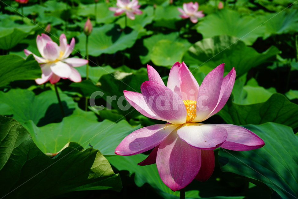 연꽃,여름,늪,꽃,보라색,연,식물,자연,plants,nature,꽃,flower