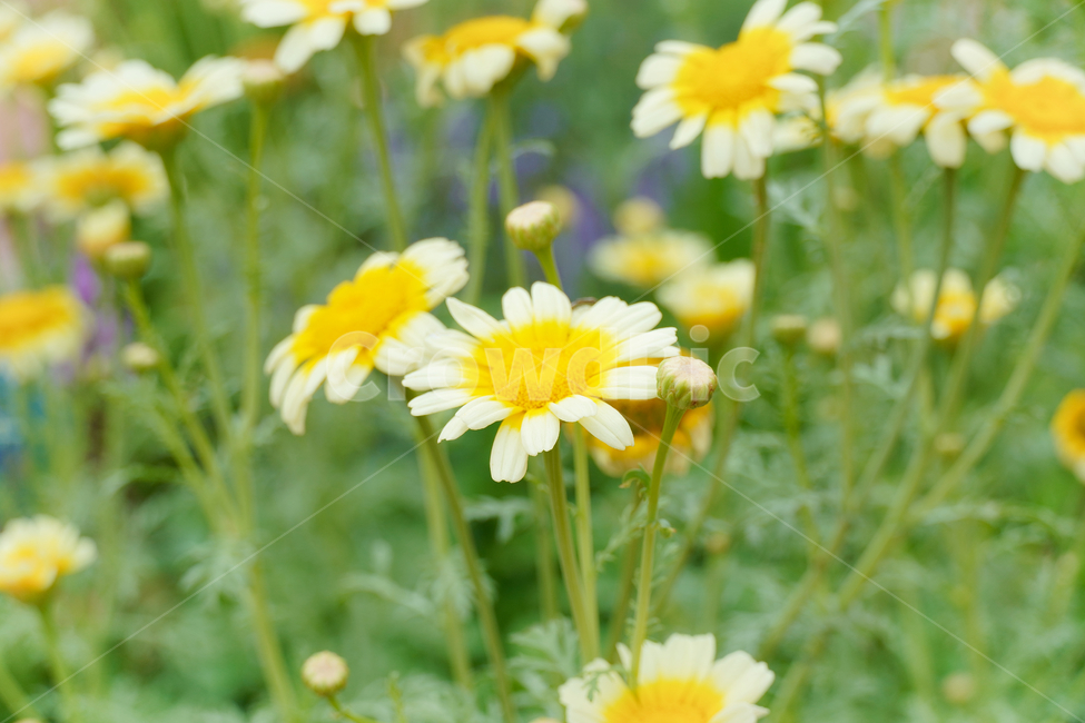 꽃,자연,접사,벌,힐링,노랑,배경화면,plants,nature,flower,sensible,bee,feeling,색깔,색상,색채,색감,colorsense,colorsensitivity