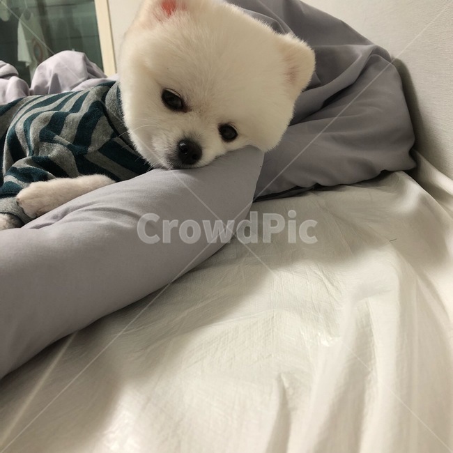 포메라니안,포메,강아지,dog,화이트포메라니안,화이트포메