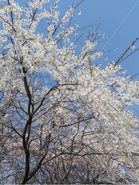 양재천,벚꽃,꽃,거리,하늘,감성사진,cherryblossom,식물,plant,blossom