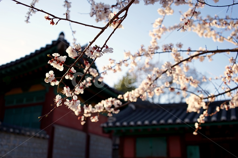 서울,성균관,명륜당,벚꽃,봄,감성사진,성균관대,혜화,seoul,sungkyunkwan
