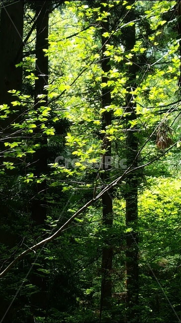 연두색,자연,경치,5월,빛과어둠,새싹,자연,풍경,nature,landscape,식물,plants,나무,trees,wood,휴식,힐링,rest,relaxation,healing,plant,leaf,잎,tree