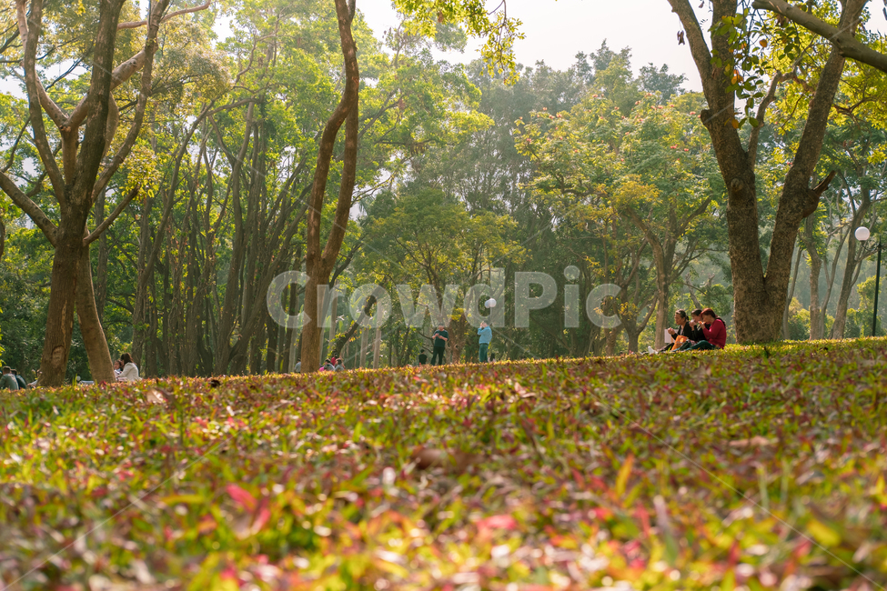 아침,공원,가을,휴식,잔디,낙엽,자연,풍경,nature,landscape,나무,trees,wood,plant,식물