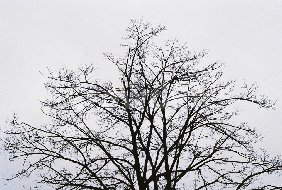 나무,풍경,여행,하늘,대관령,자연,풍경,nature,landscape,겨울,계절,winter,season,tree,plant,식물,tree trunk,나무 줄기