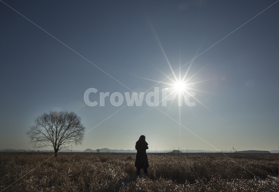일출,수섬,실루엣,삘기,야외,사람,인물,인간,human,person,인물실루엣,사람실루엣,character silhouette,human silhouette,plant,식물,tree,나무