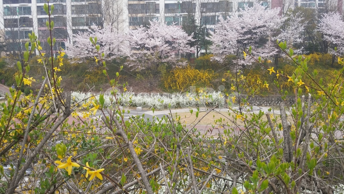 도봉천,도봉천꽃,봄꽃,개나리,벚꽃,도봉천길