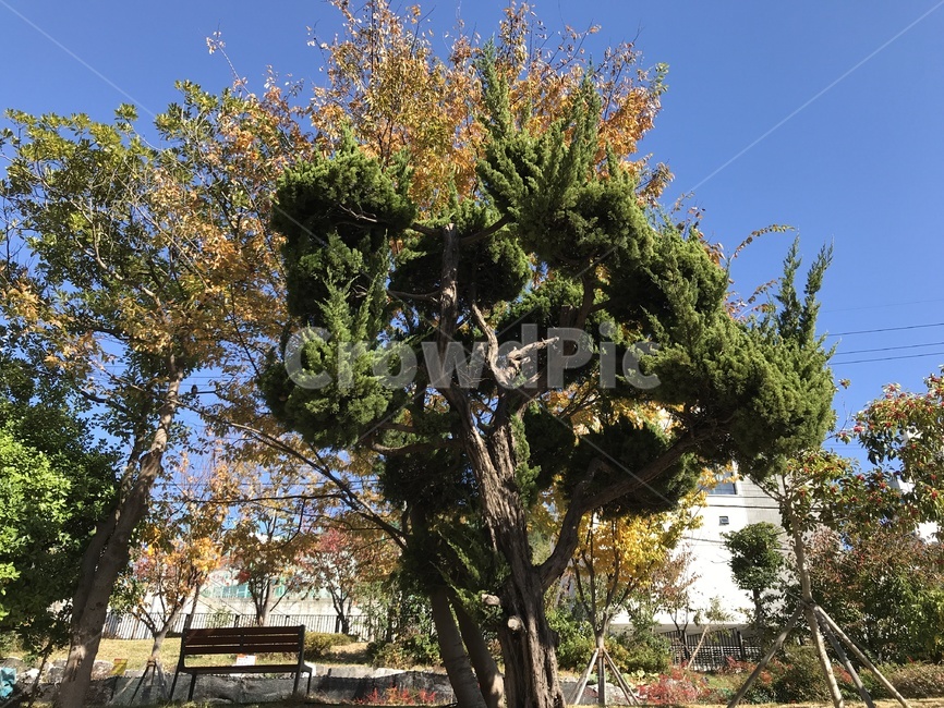 tree,나무,plant,식물,하늘,파란하늘,푸른하늘,단풍,가을,계절,fall,autumn,season,식물,자연,plants,nature,나무,trees,wood