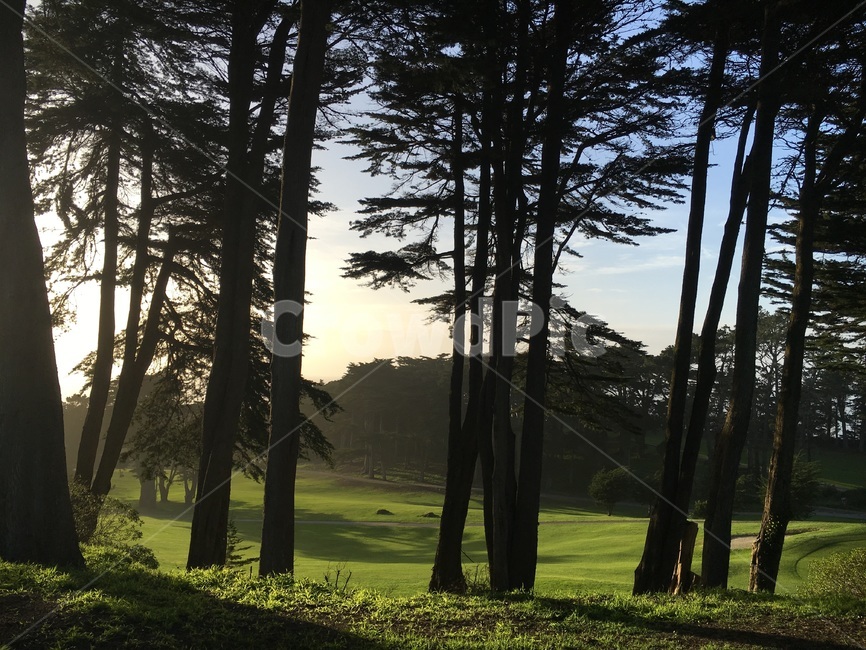나무,숲,forest,green,해질무렵,식물,자연,풍경,nature,landscape