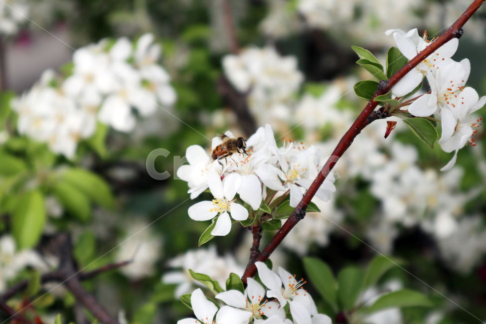 plant,식물,bee,벌,꽃