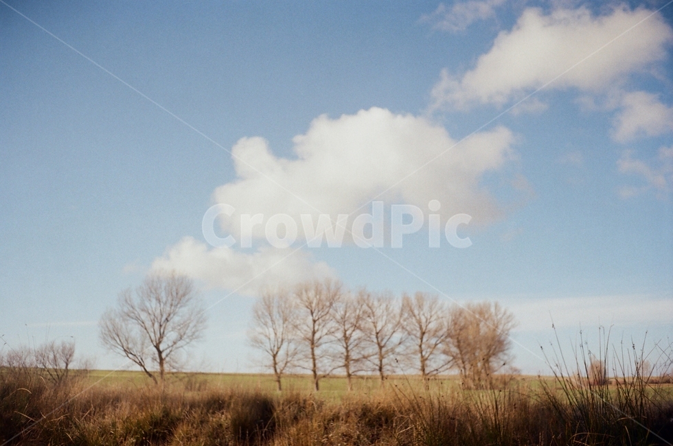 grass,잔디,plant,식물,nature,자연,outdoors,옥외,하늘,구름,자연,풍경,nature,landscape
