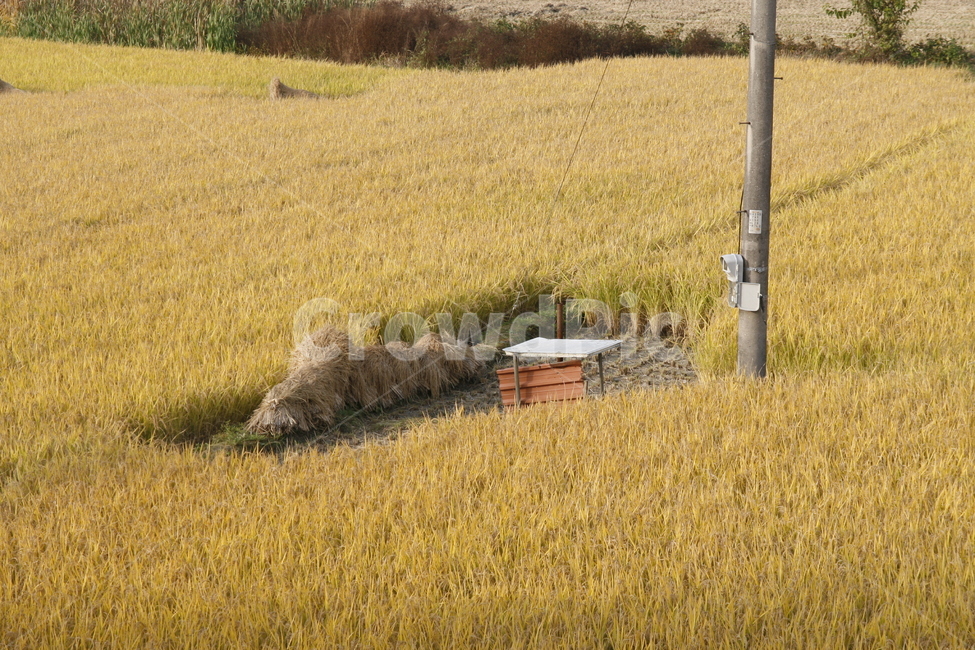 가을,황금들녁,벼농사,추수,수확,가을,계절,fall,autumn,season,산업,industry,industrial,농업,농사,agriculture,farming,farming industry,plant,식물