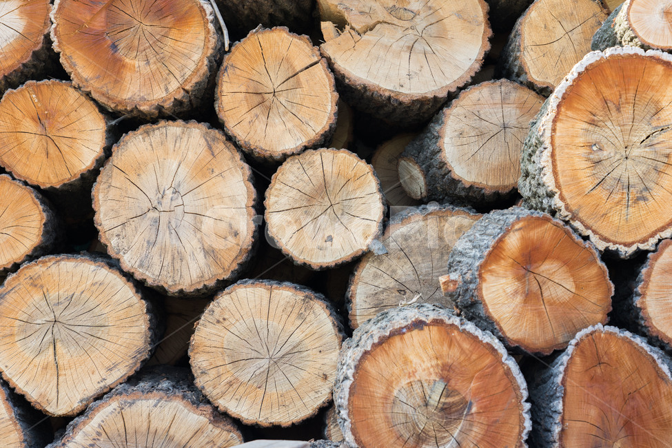 나무,장작,땔감,식물,나이테,패턴,나무,trees,wood
