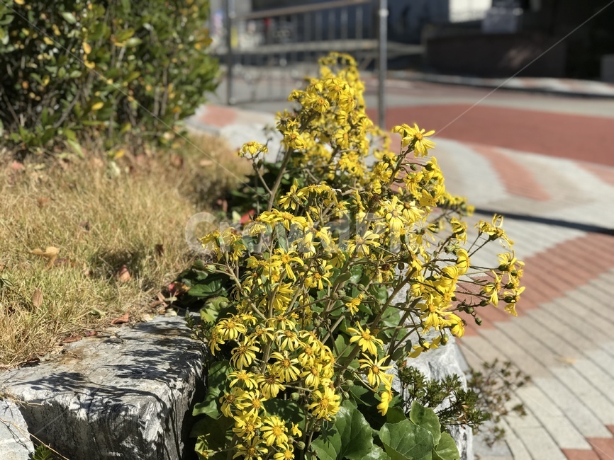 plant,식물,꽃,노란꽃,노랑,노란,잎,잎사귀,도로,식물,자연,plants,nature,꽃,flower