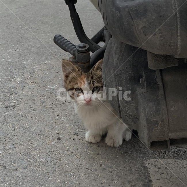 고양이,동물,cat,귀여운고양이,길고양이,동물,animal,포유류,mammal,고양이,cat,kitten,kitty