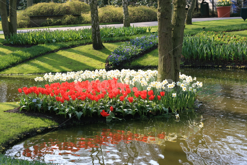 꽃,flower,garden,정원,튤립,tulip,튤립축제,식물,꽃밭,식물,자연,plants,nature,꽃,flower