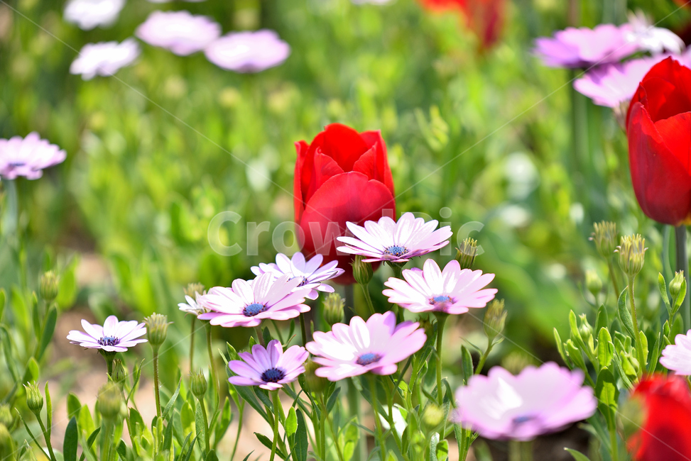 꽃,튤립,코스모스,감성,flower,식물,자연,plants,nature,꽃,flower