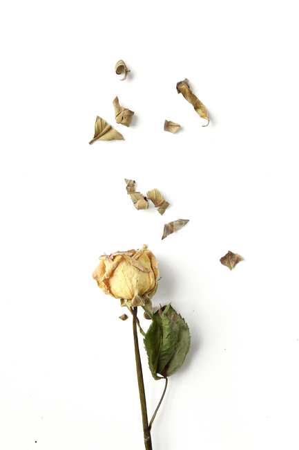 brown,decoration,driedflowers,dry,flower,green,leaf,natural,nature,plant,romantic,rose,topview,white,yellow,갈색,브라운,나뭇잎,잎,가루,말린,건조,드라이,드라이플라워,자연,식물,장미,노란장미,로즈,로맨틱,흰배경,탑앵글,탑뷰,플라워,꽃,꽃,flower