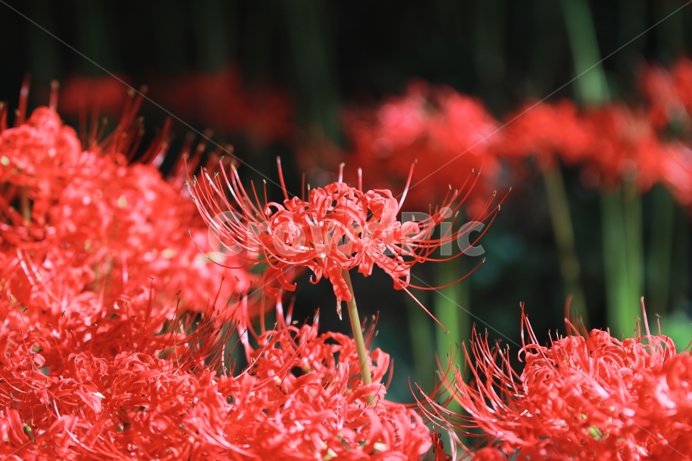 상사화,꽃무릇,꽃,붉은꽃,불갑사,flower,식물,자연,plants,nature,꽃,flower