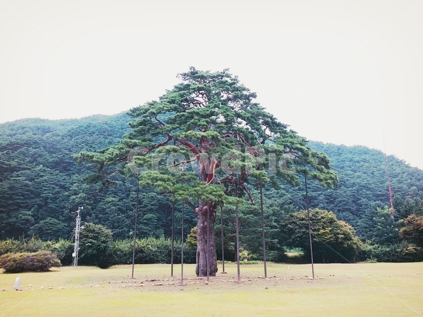 나무,산,자연,풍경,식물,tree