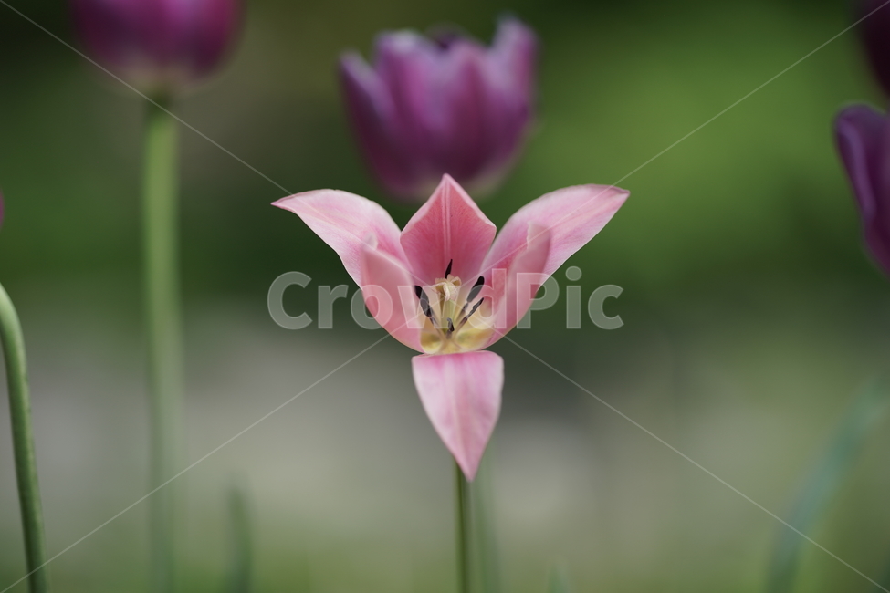 튤립,꽃,핑크,자연,수목원,식물,자연,plants,nature,꽃,flower