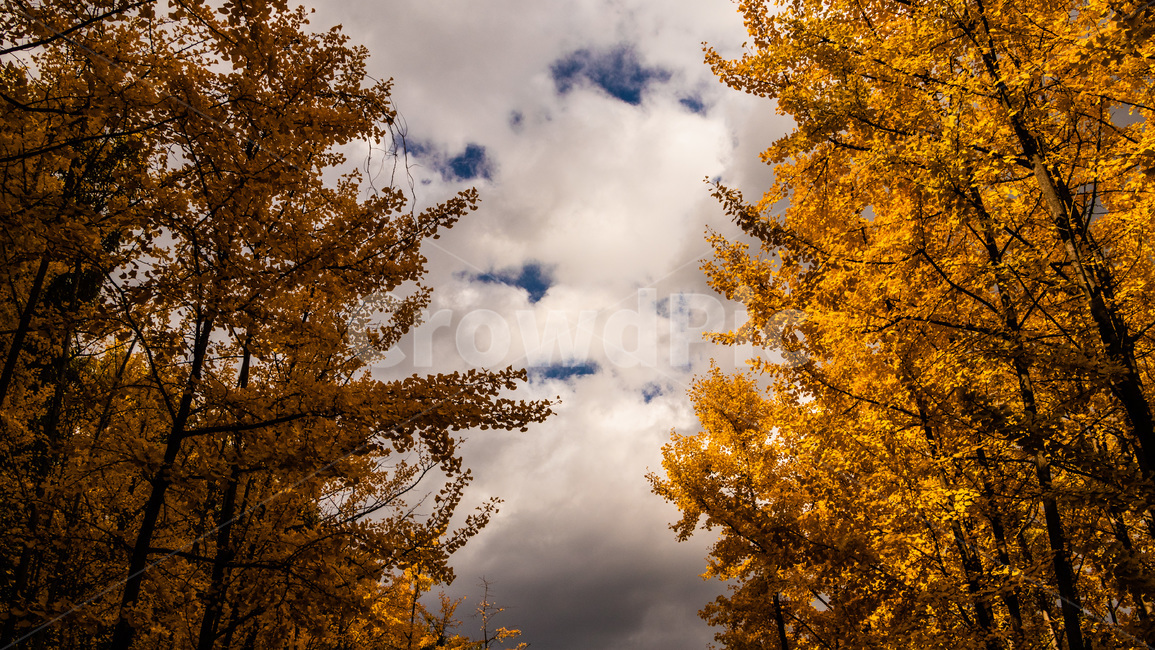 은행,은행잎,은행나무,은행나무숲,은행숲,가을,계절,fall,autumn,season,자연,풍경,nature,landscape,tree,나무,plant,식물