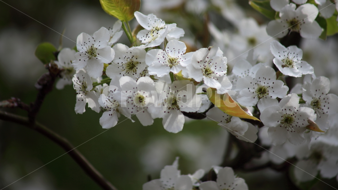 배꽃,배나무,꽃,봄,peartree,돌배꽃,PearBlossom,Pyruspyrifolia