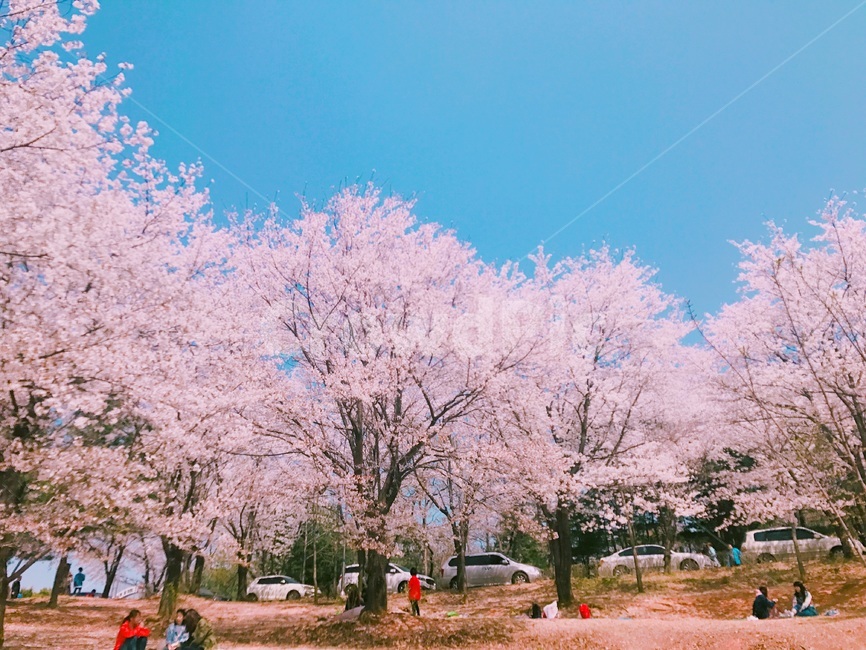 plant,식물,blossom,flower,벚꽃,만개,공원,봄,계절,spring,season,식물,자연,plants,nature,꽃,flower