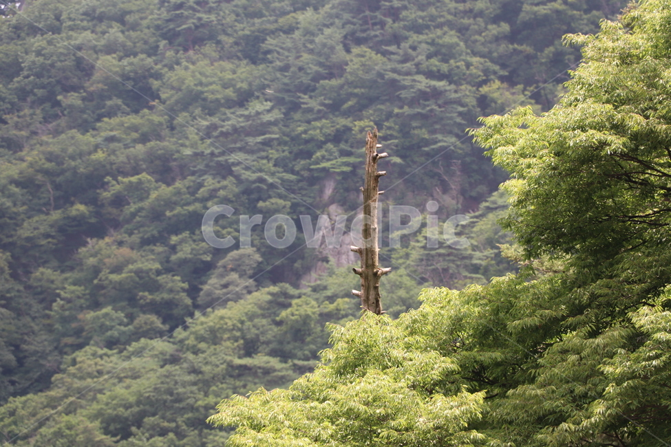 숲,고사목,죽은나무,나무,고목,식물,자연,plants,nature,나무,trees,wood