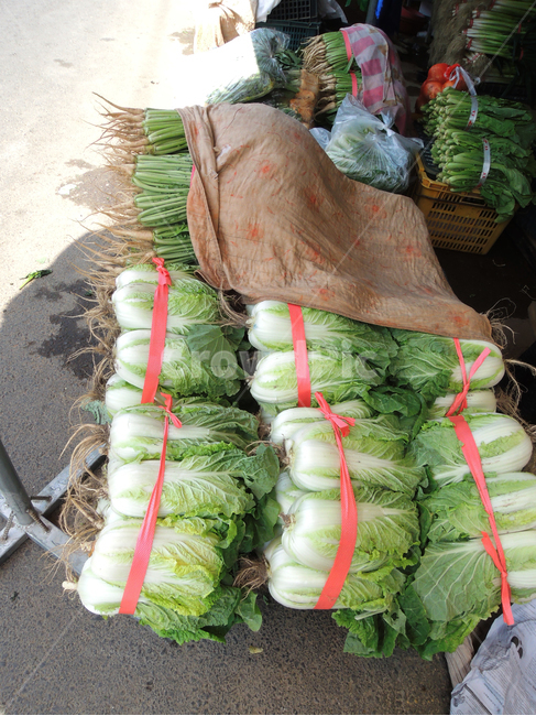 배추,김장,김장철,채소,김치,kimchi,chinesecabbage,napacabbage,koreancabbage,lettuce,채소,야채,vegetables