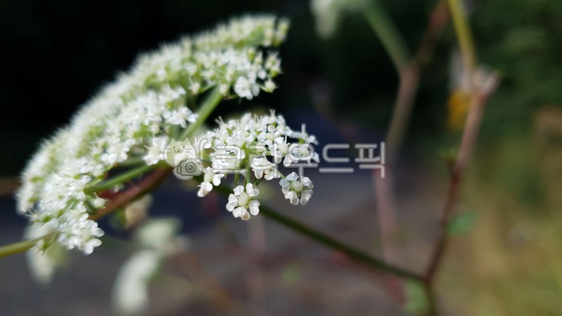 궁궁이, 산궁궁이, 천궁, angelica, angelicapolymorpha, 사진,이미지,일러스트,캘리그라피 - 낙서쟁이작가