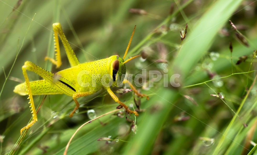 메뚜기,이른아침,대금산,푸르름,물방울,곤충,벌레,insect,bug