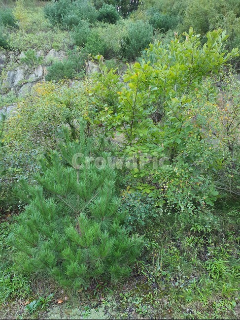 plant,식물,소나무,잡초,산,자연,암벽