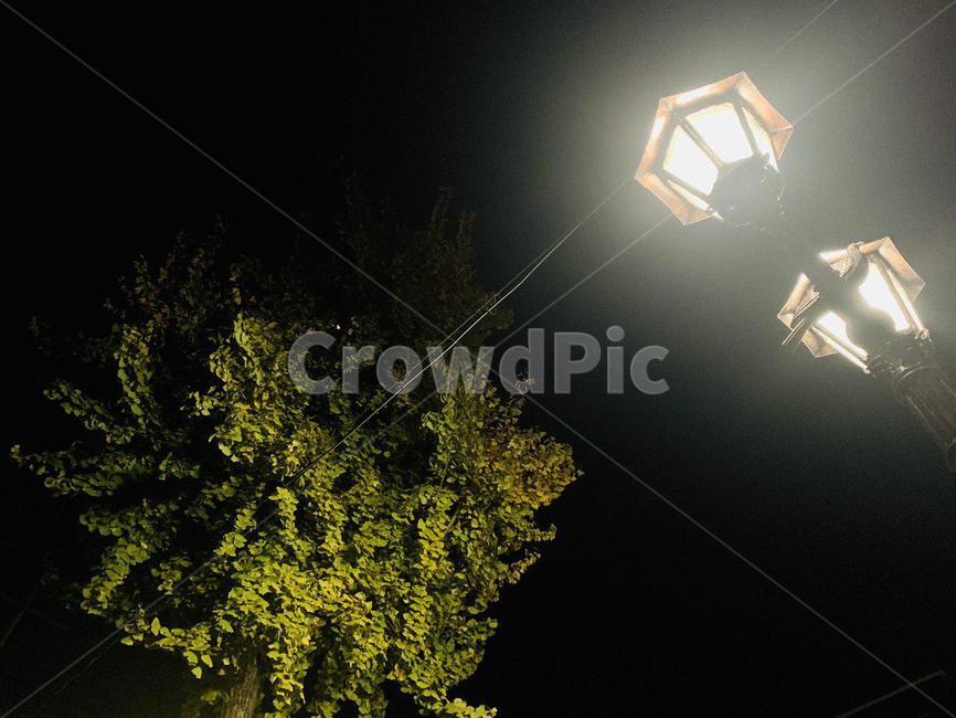 은행나무,tree,가로등,streetlamp,밤